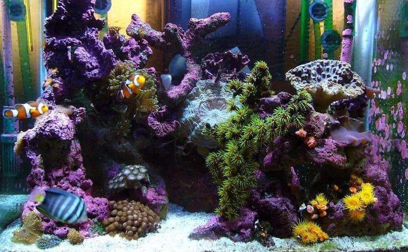 The Best LED Lights for Reef Tanks in 2024