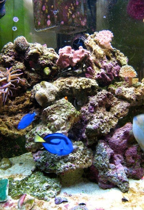How to Cycle a Saltwater Tank in 30 Days