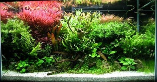 Top 10 Corals for Beginner Reef Keepers