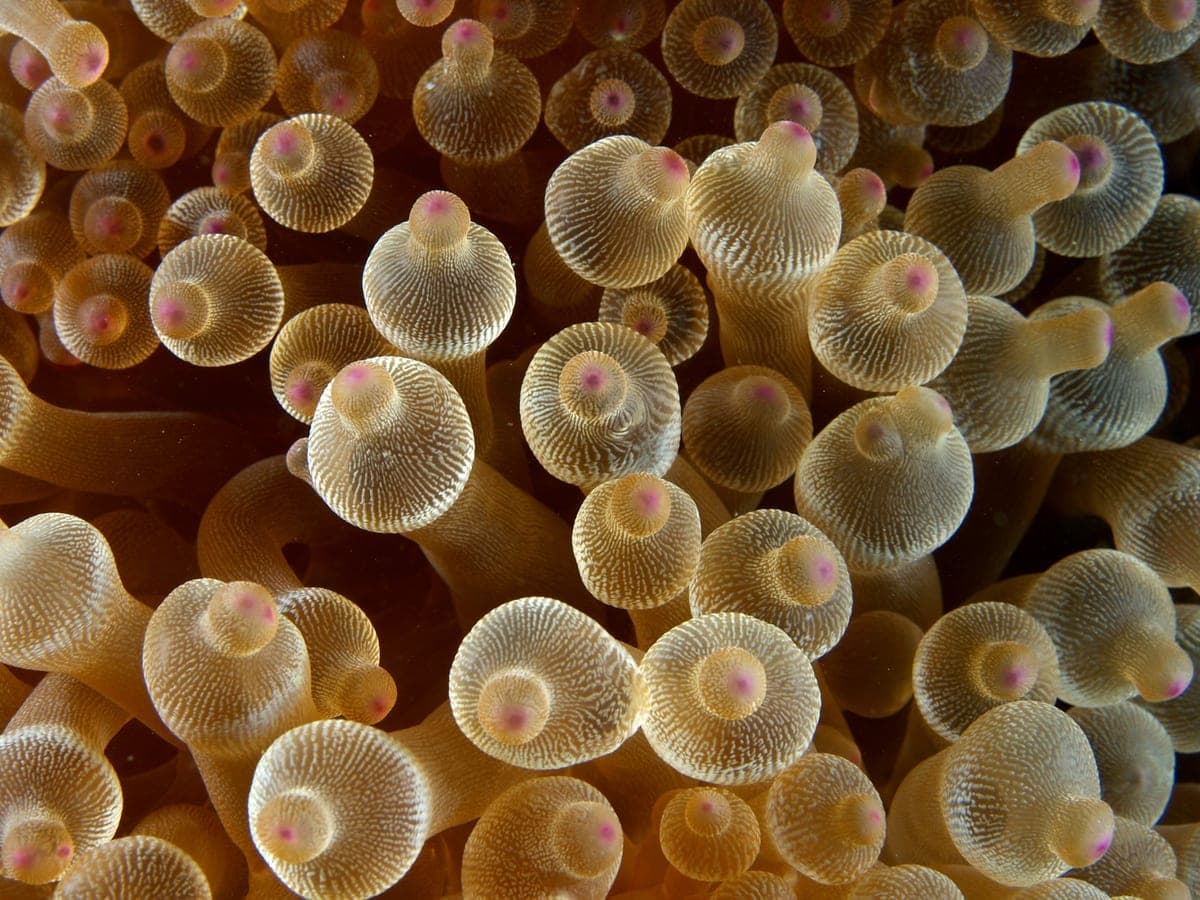 Bubble Tip Anemone (Red)