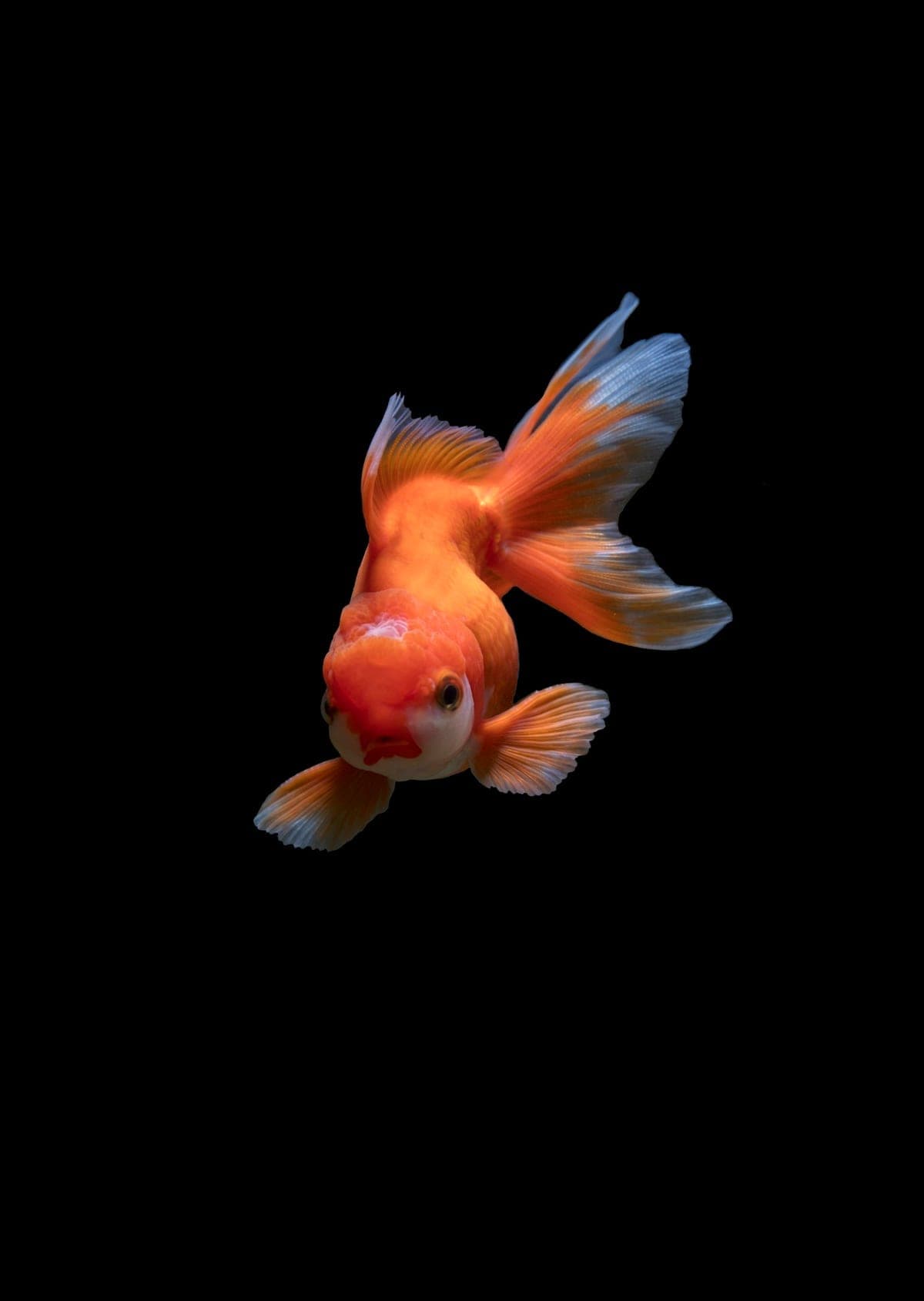 Colorful saltwater tropical fish against a dark reef background — Aquaholic Aquarium Services, West Palm Beach