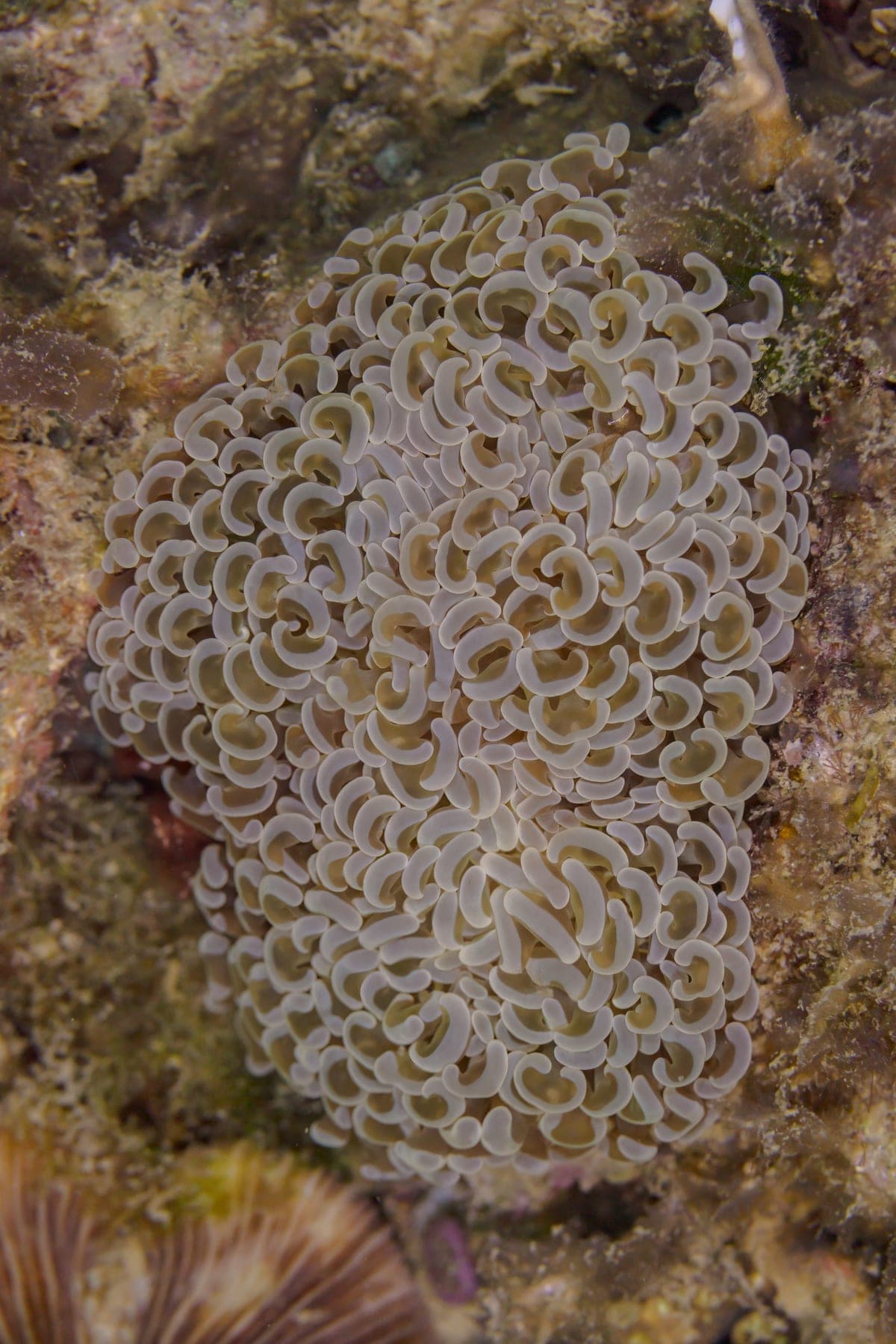Hammer Coral (Gold)