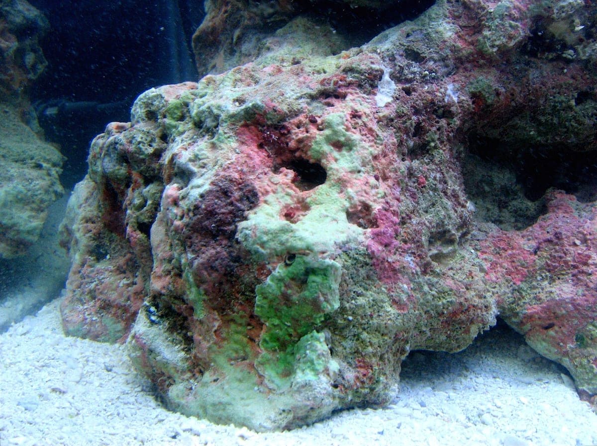 Common Reef Tank Problems & How to Fix Them
