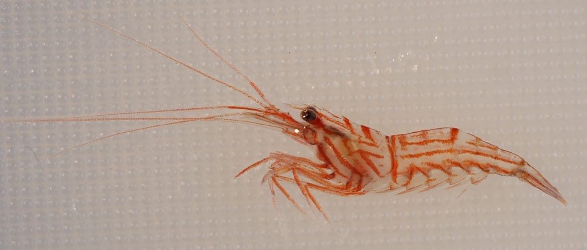 Peppermint Shrimp (3-pack)