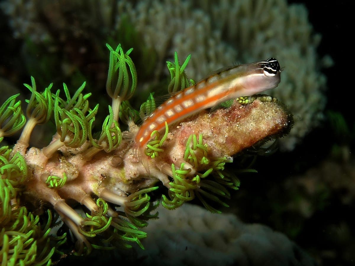 Tailspot Blenny