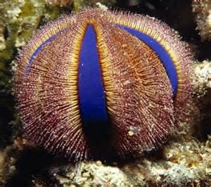 Tuxedo Urchin