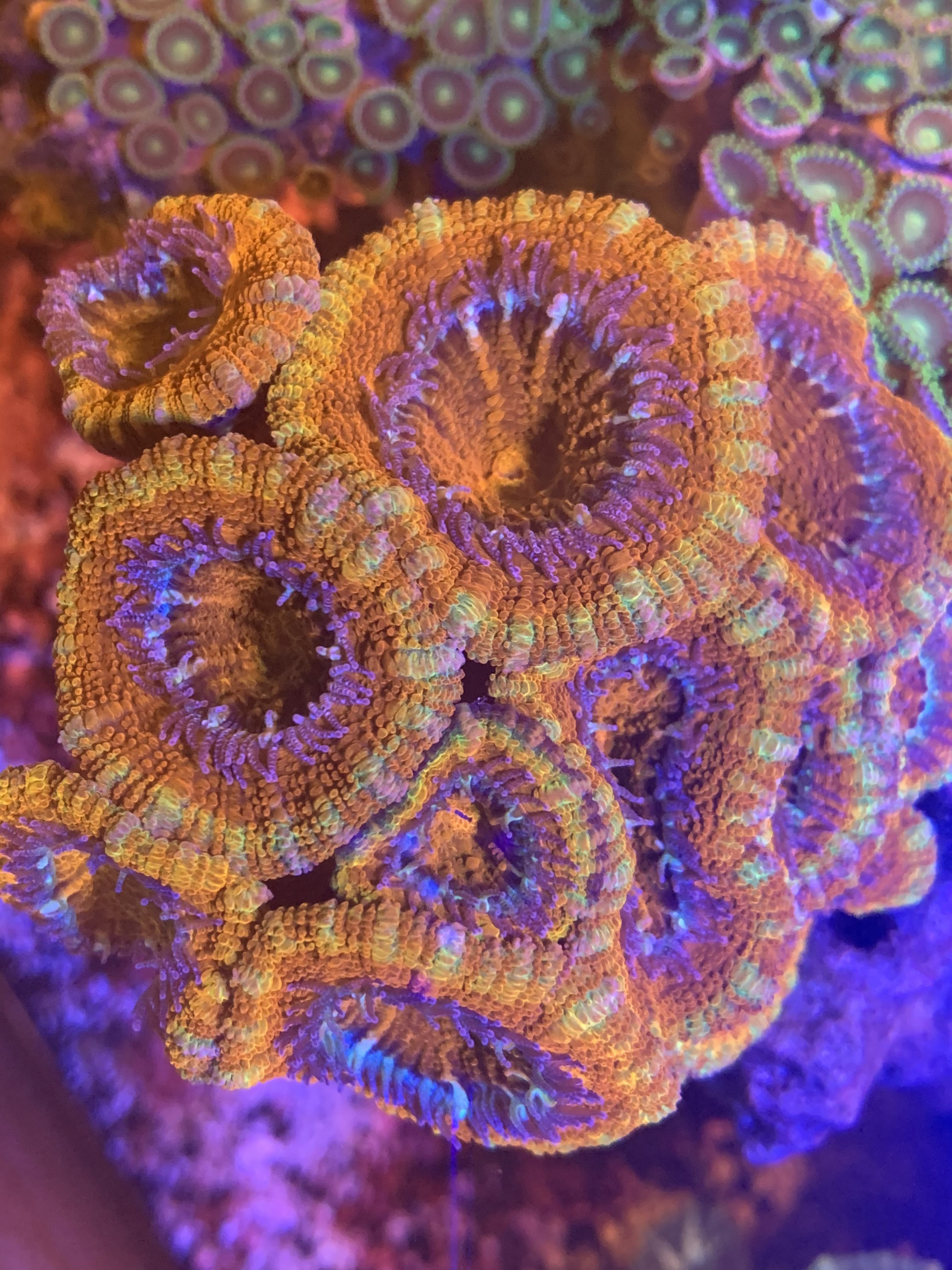Orange Blastomussa coral macro close-up — livestock cared for by Aquaholic Aquarium Services