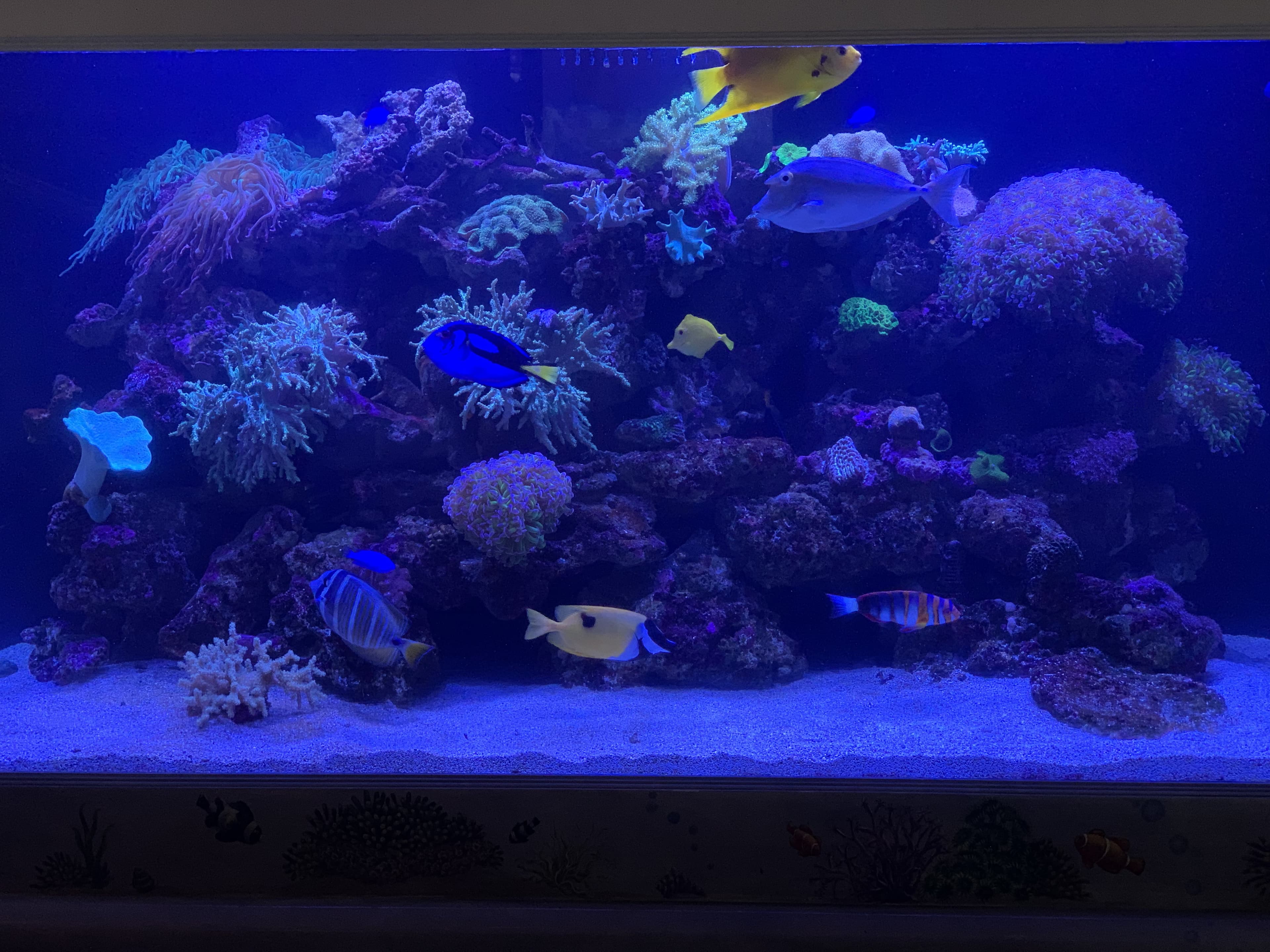 Established saltwater reef aquarium with dense coral and colorful fish — mature reef build maintained by Aquaholic Aquarium Services