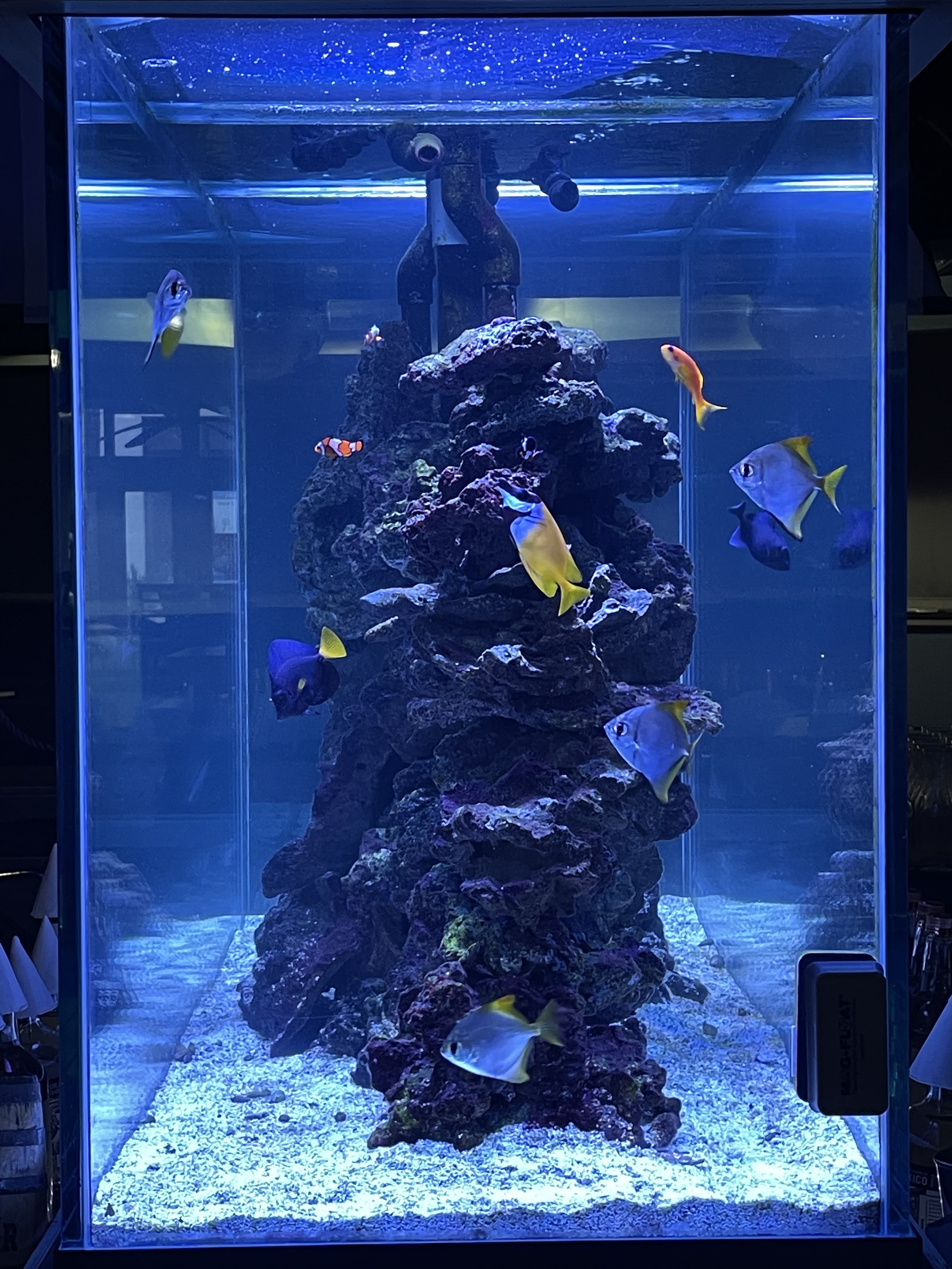 Tall commercial column reef aquarium with rock structure and colorful saltwater fish installed in a Palm Beach County restaurant by Aquaholic Aquarium Services