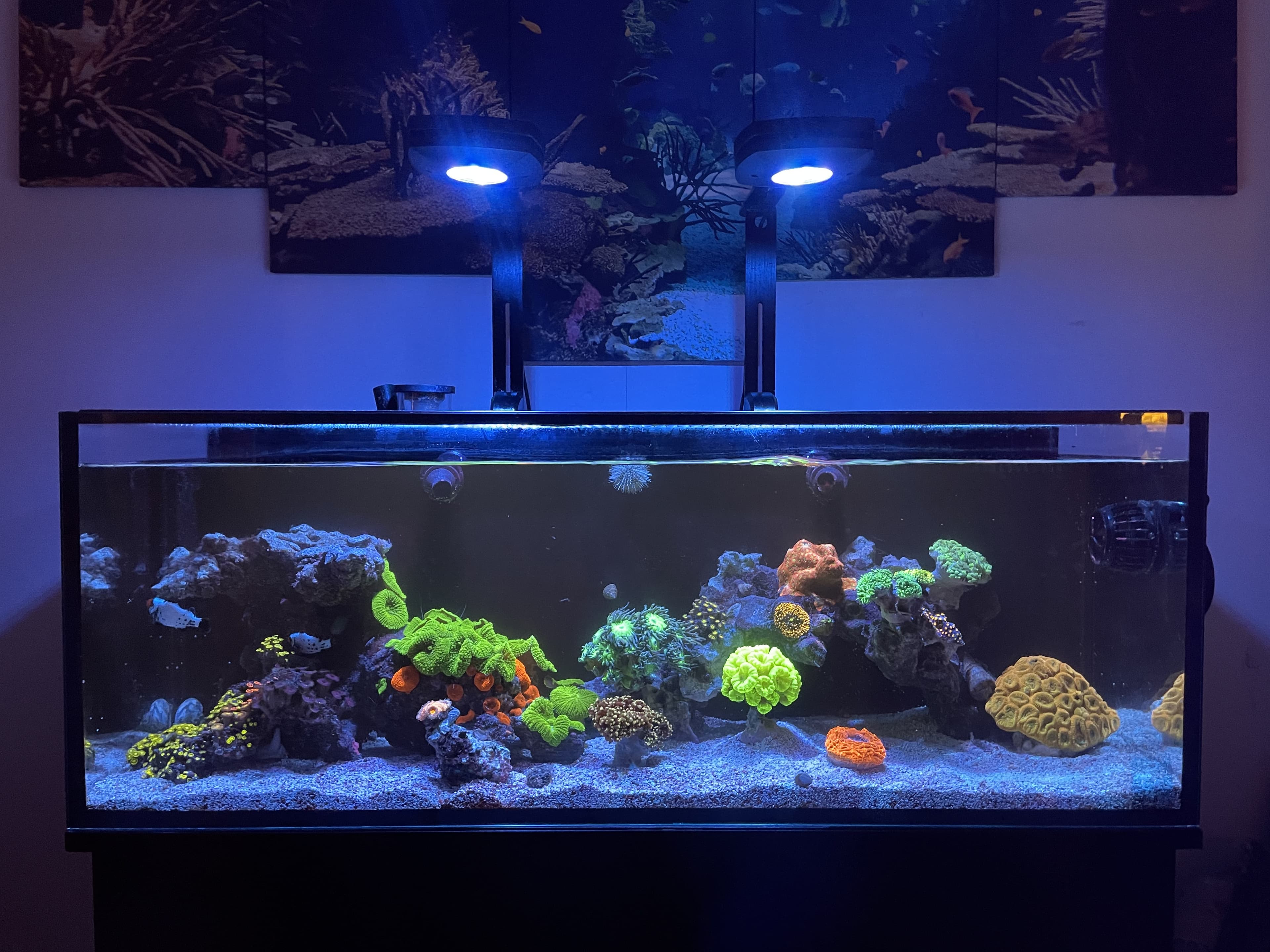 Vibrant green and orange coral reef aquascape under blue LED lighting with reef art backdrop — custom build by Aquaholic Aquarium Services