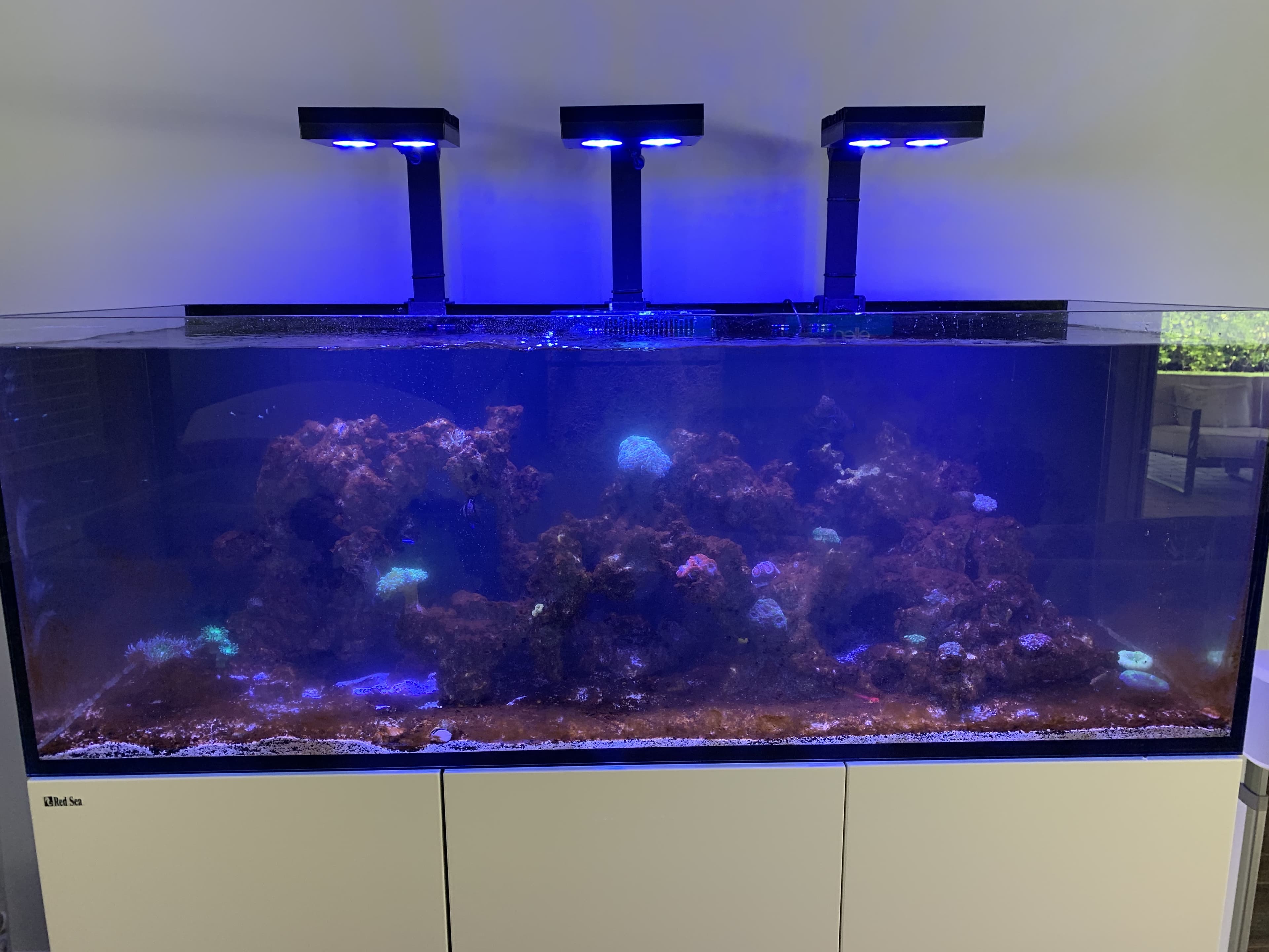 New Red Sea reef aquarium installation with three black pendant lights, white cabinet, and early-stage coral — Aquaholic Aquarium Services