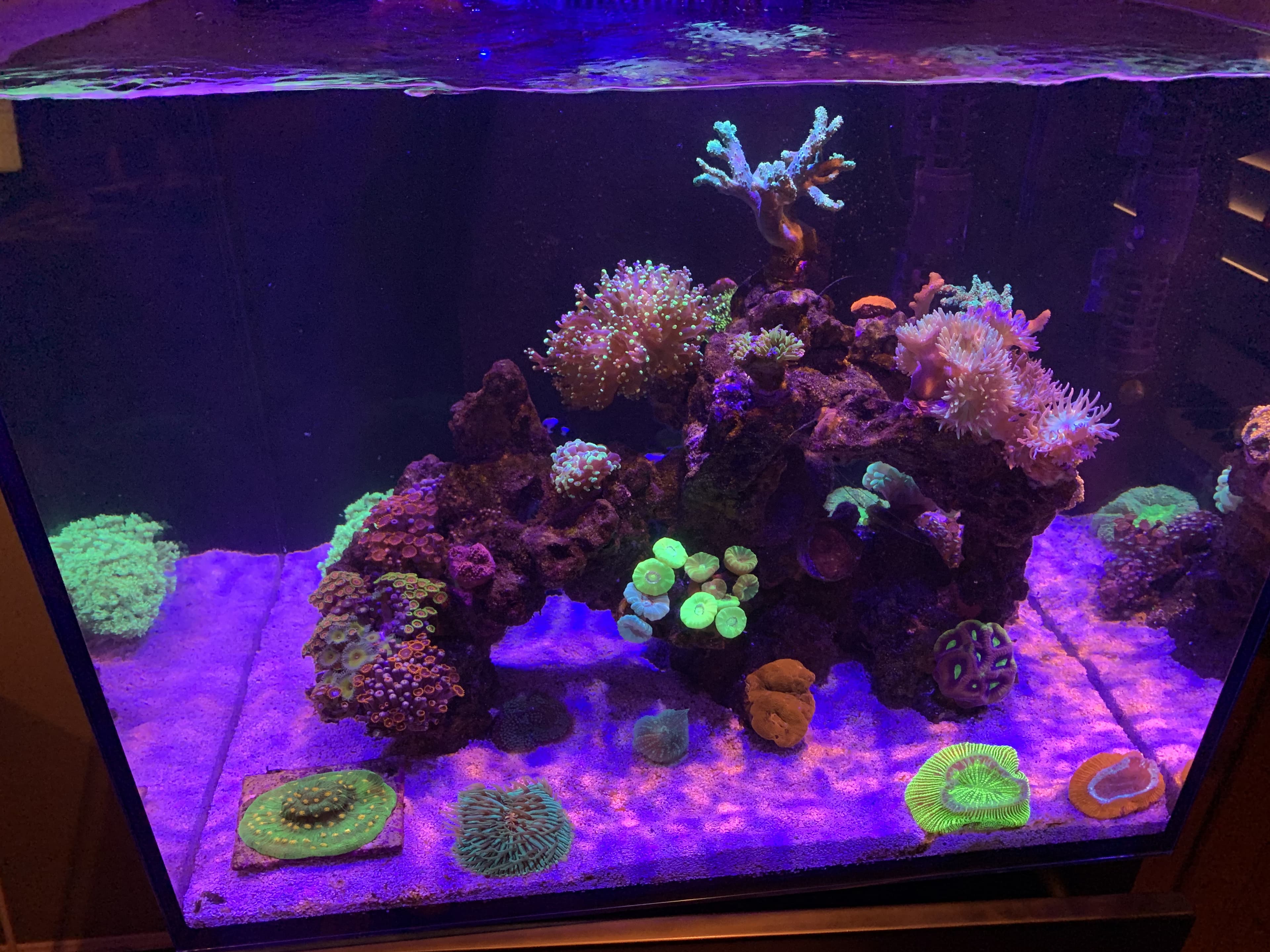 Colorful nano cube reef aquarium — small tank build by Aquaholic Aquarium Services in Palm Beach County