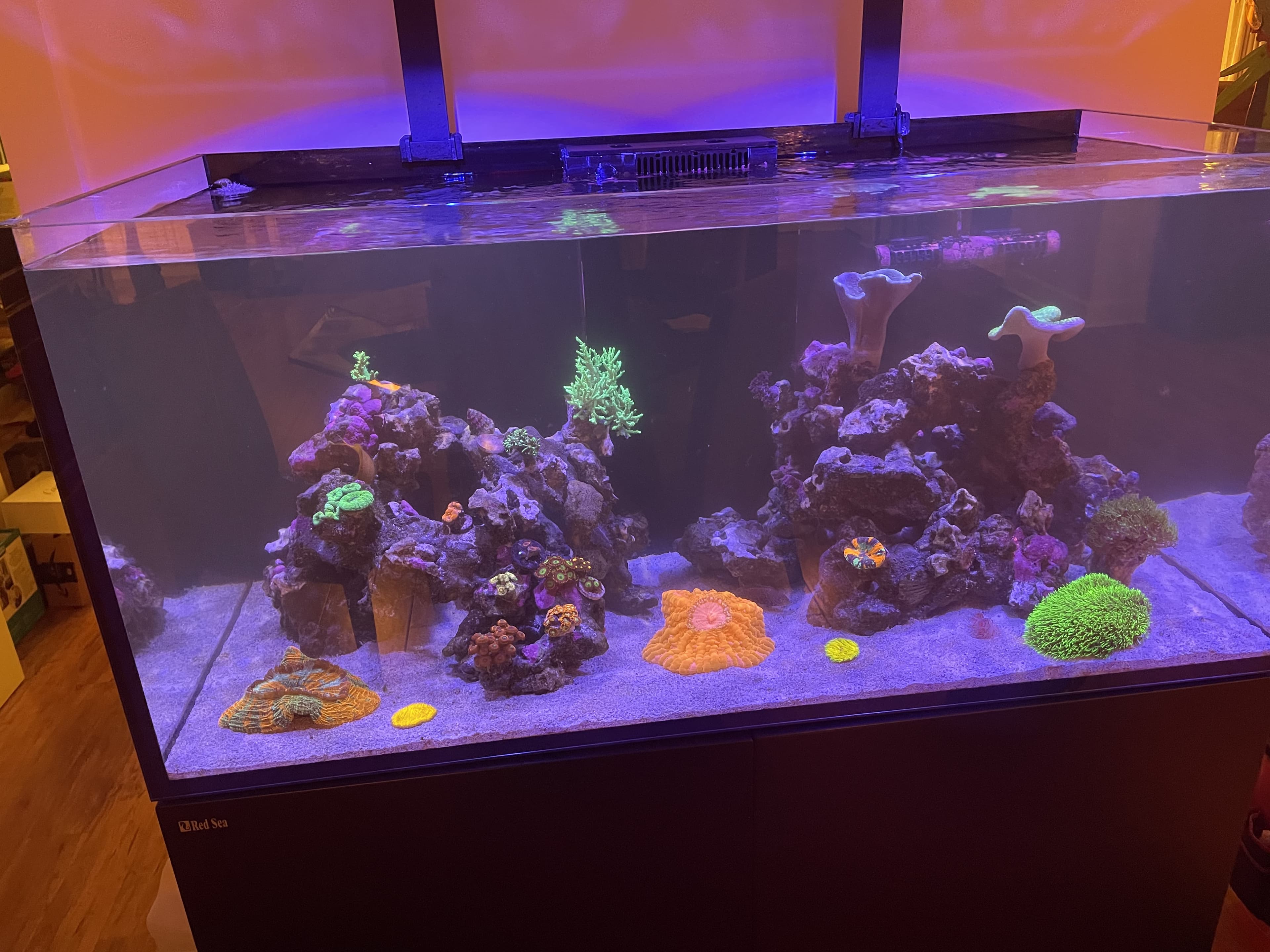 Mixed saltwater reef aquascape with acropora, mushrooms, and diverse corals — built by Aquaholic Aquarium Services